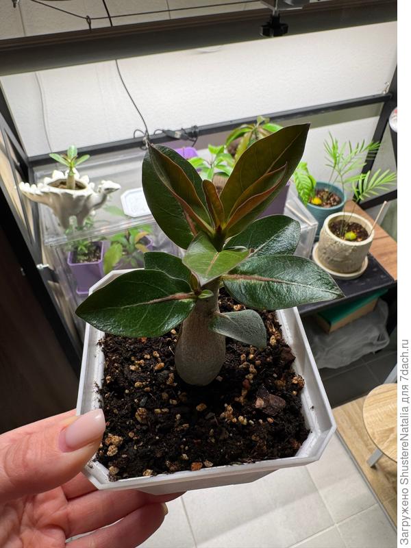 Просто красивый адениум. Последние пару недель также стоит без роста и развития. Не понимаю, что ему может не нравиться. Может, размер горшка?