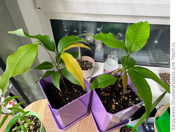 Личи. До недавних пор прекрасно росли. Сейчас около 2 недель стоят без развития почти. На правом растении вот эти микролисточки уже больше недели в таком состоянии. Кто выращивал личи понимает, что они растут очень быстро. Без теплицы также существовать не хотят. Сразу отсушивают молодые листья и они отпадают.