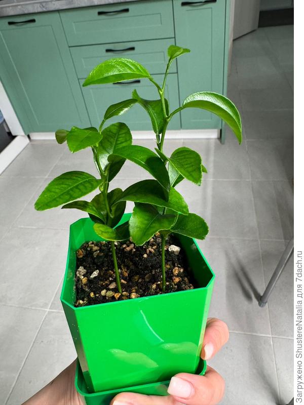 Мелкие лимоны. Когда старший лимон болел, посадила эти, ну типа на замену если что :))