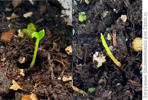 А еще на этой неделе появились 2 долгожданных росточка: слева мирт мелколистный, справа черный бамбук