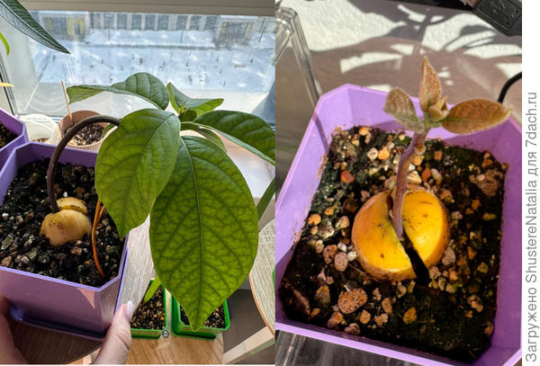 Тоже маленькие авокадо выросли, один решила наклонить, чтобы боковой побег пустил, но он что-то пока что не хочет)) ну и новенький совсем, с недельку назад стебель пустил