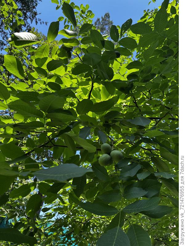 Плоды Южного