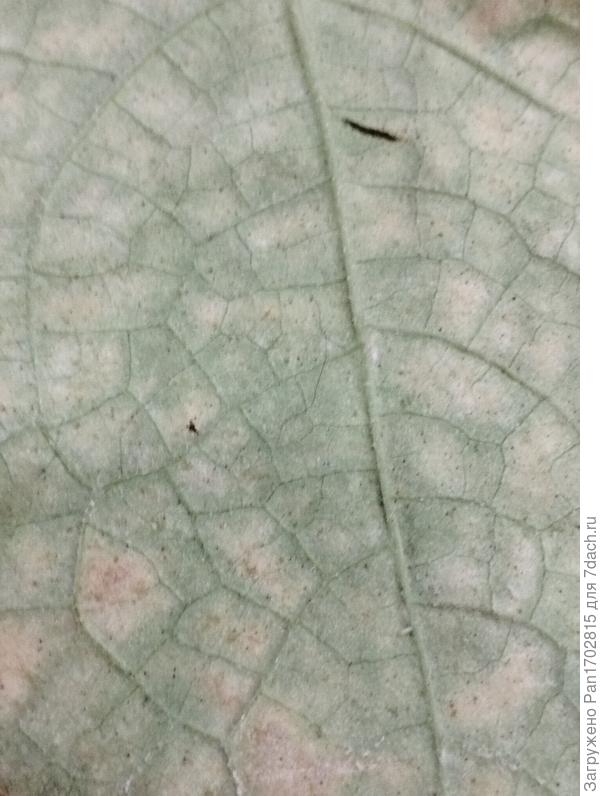 обратная сторона