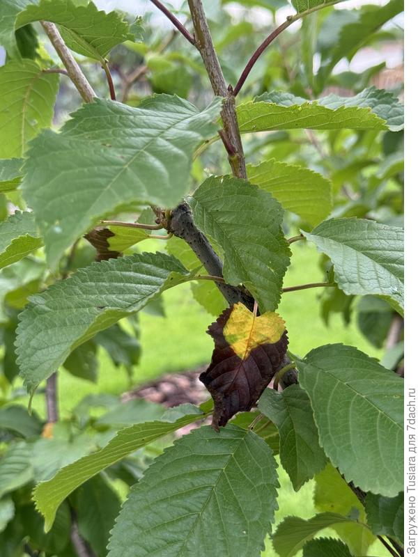 Первое обнаружение на черешне