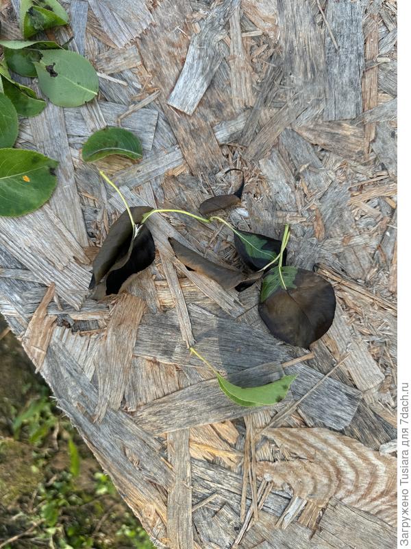 Листья груши