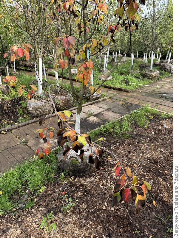 Печальное зрелище из питомника.