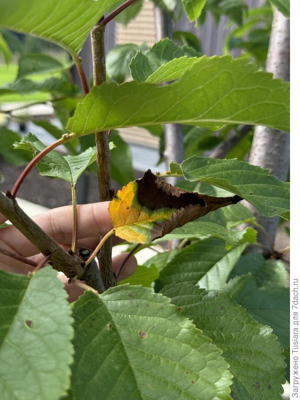 Тут подсохли, как от солнца/по старости