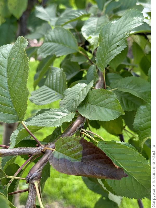 Классический представитель неизвестно чего