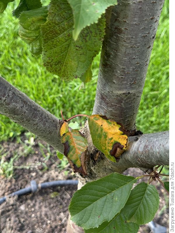 Есть еще и пятнистость на листьях