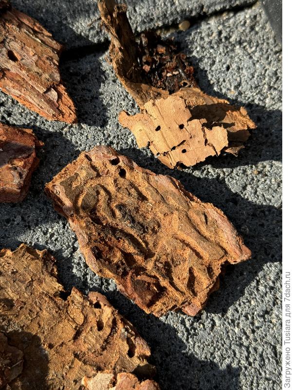 Вид покрупнее