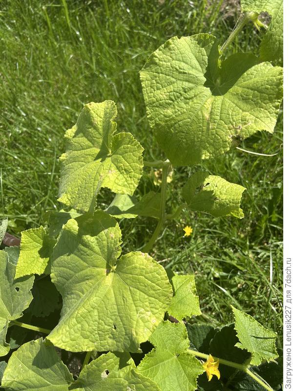 Проблема с огурцами