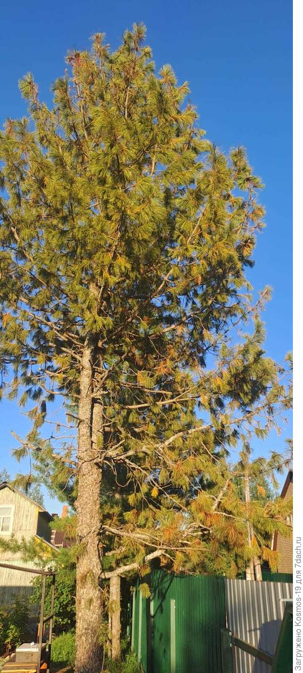 Кедр в этом году начал высыхать, иголки желтеть . Чистаоа, что обжигается на солнце,  но на расстоянии 3 метров стоит такой же, с ним все хорошо.