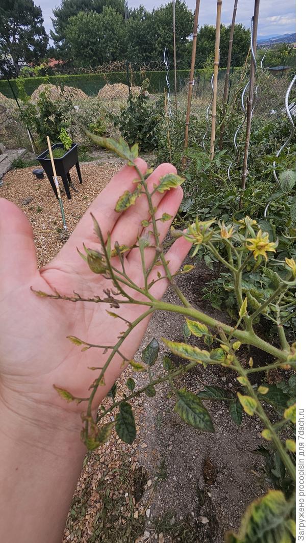 Тоже верхушка. Просто у меня глиняная почва , но внизу есть земля, я подкармливала все хорошо пошло, но жара все испортила 40 градусов было. И 5 томатов вообще чахнут. Плоды не портятся . Была гниль но я быстро опрыскала кальцием и вроде остановилась.