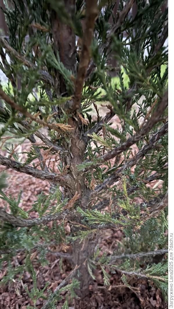 Хвоя внизу