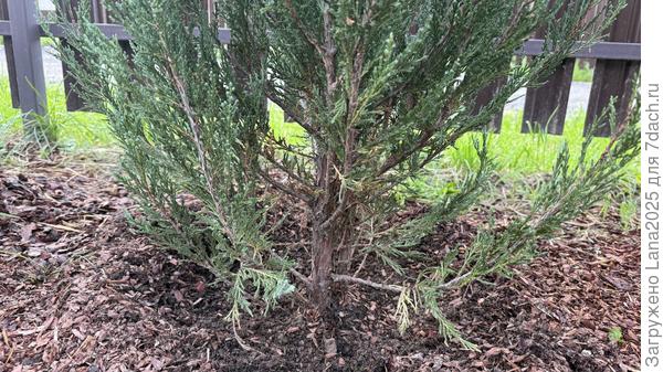 Как пасажен