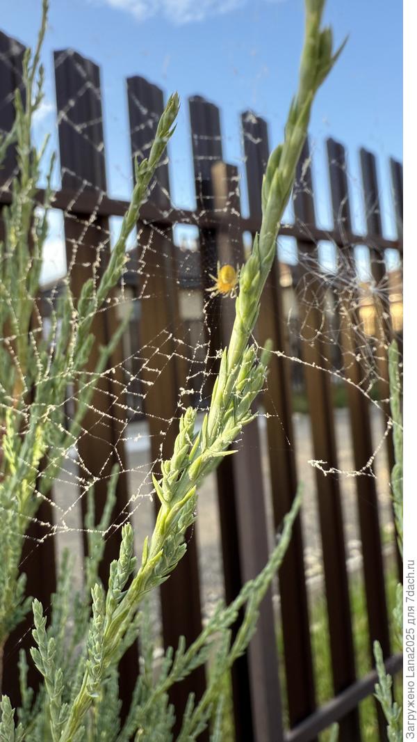 Еще и паука какого то нашла