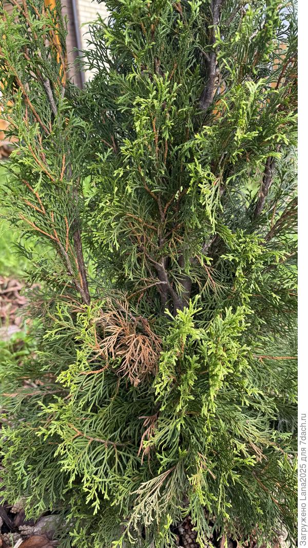 Поврежденный участок