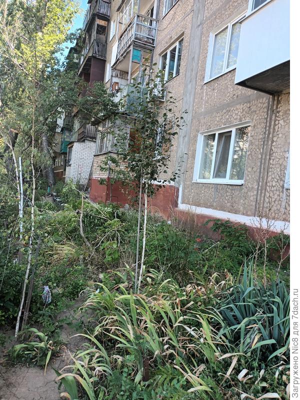 Общий вид березки