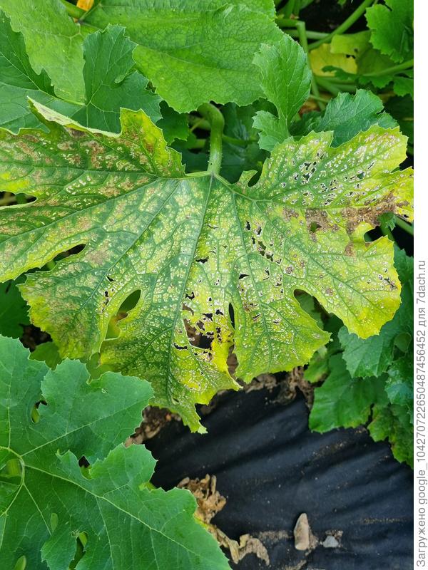 Кабачок в открытом грунте. Вчера сфотал после опрыскивания кальцием, т.к. плоды стали гнить после 2х дождей