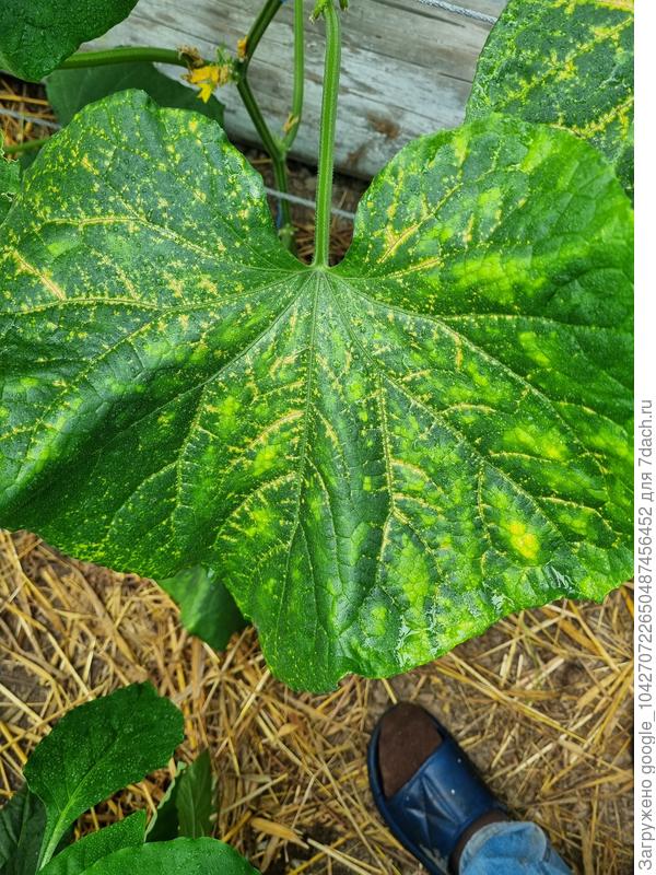 Соседний огурец. У всех огурцов плоды нормальные, но немного вяжущие и на вид слегка сморщенная кожа, но не мягкая, хрустят, сочные