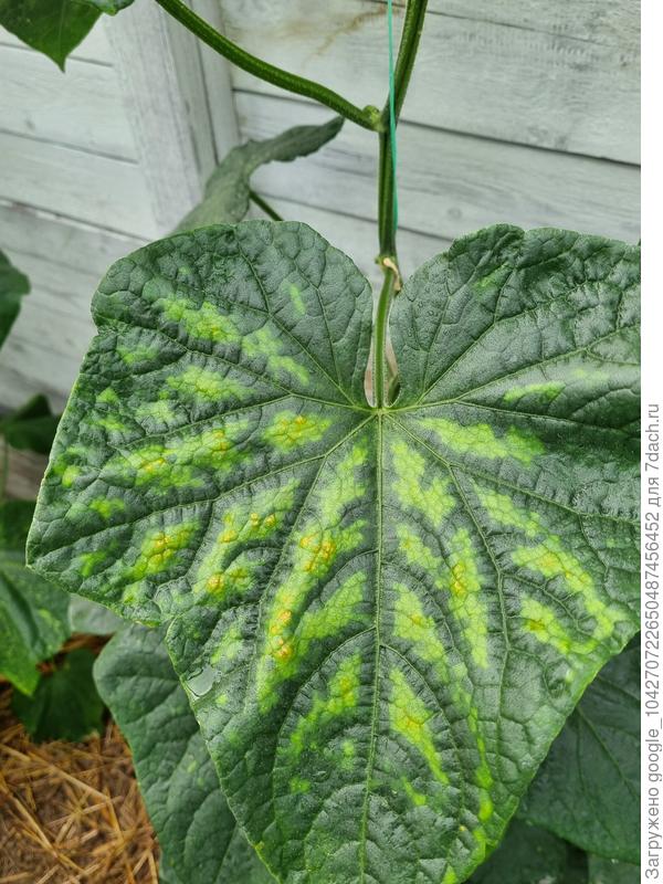 На листьях огурцов в теплице. Внес калимагнезию, стало только хуже. Недавно добавлял золу, плюсов нет, помоему только хуже