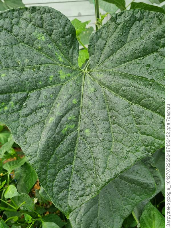 Тоже соседний огурец