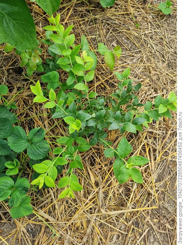 На голубике в теплице хлороз молодых листьев. Саженец в этом году только высадил, были плоды