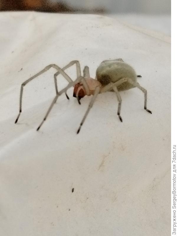 Сегодня у себя на участке встретил такого. Размером с крестовика. Место: 30 км от Костромы.