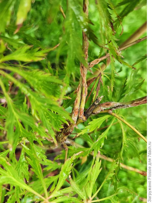 Клен 4 августа