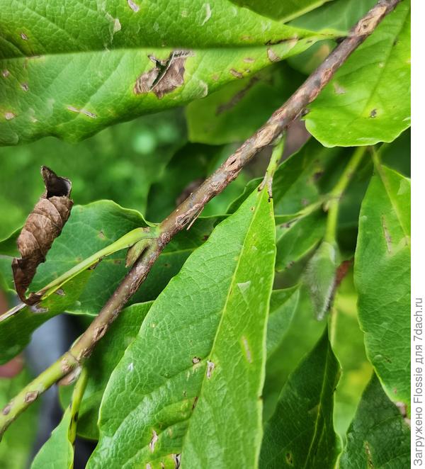 Магнолия. Повреждения на листьях от летнего града