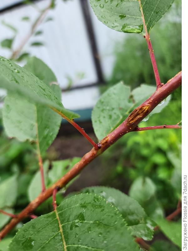 Абрикос в июле, ветка этого года