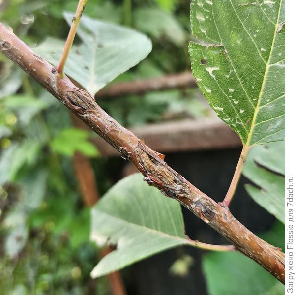 Абрикос в августе, старая ветка