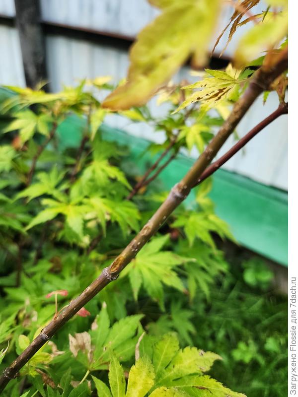 Тоже клен пальмолистный