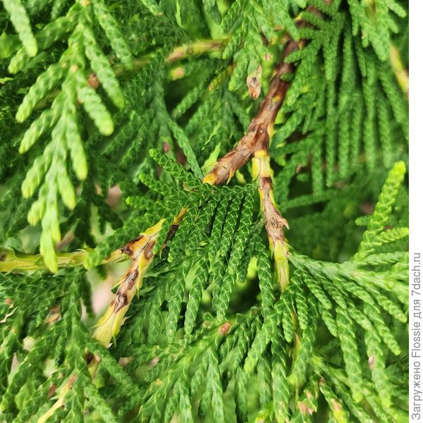 Туя. Не уверена, что относится к данному вопросу, но тоже выглядит подозрительно