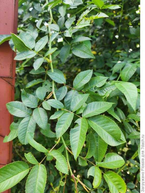 Роза. Самые покусанные листья, кажется, тут еще и листорезка постаралась, но это ладно. Остальные ветки, даже с повреждениями на коре, целее.