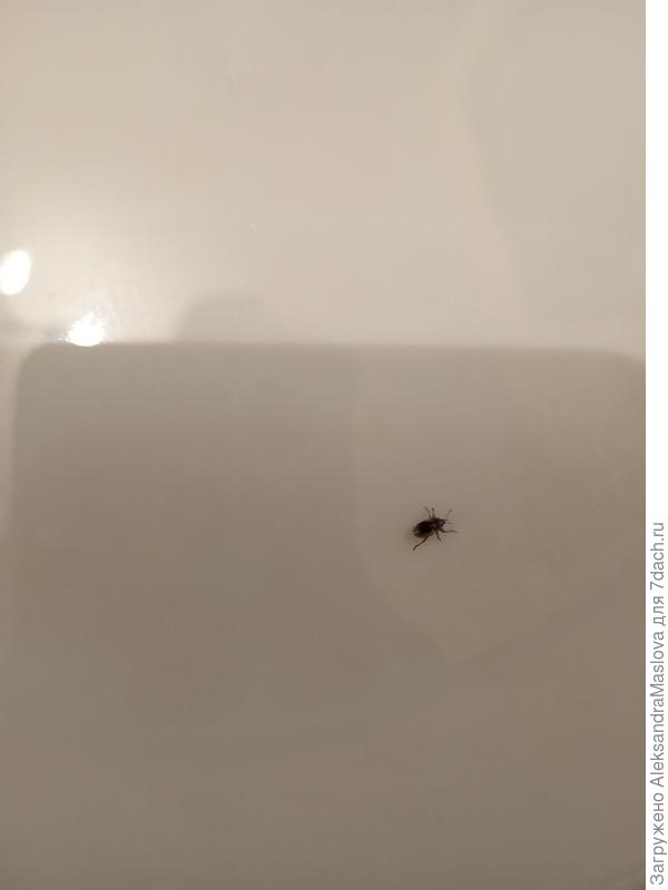 Жук или клешь?