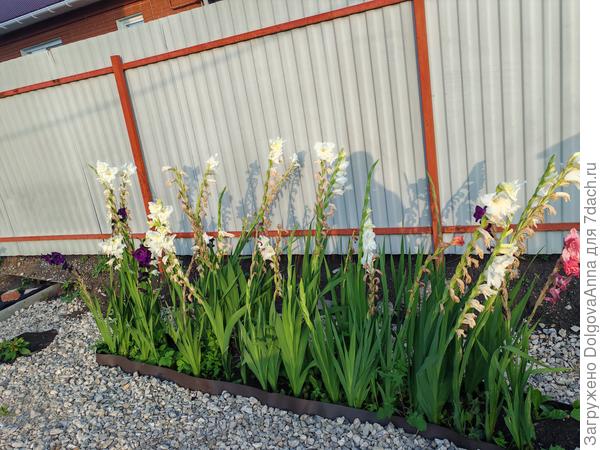 Гладиолусы