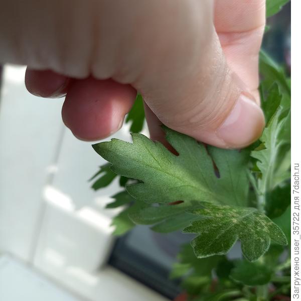 Обратная сторона листьев чистая