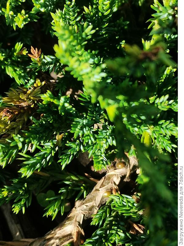 Выпуклости на стволе.