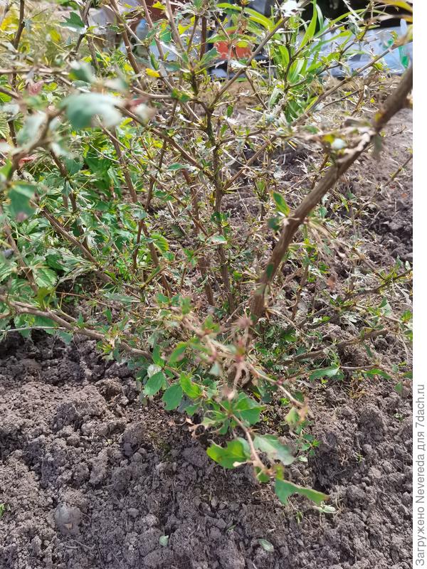 Гусеницы съели почти всю листву.