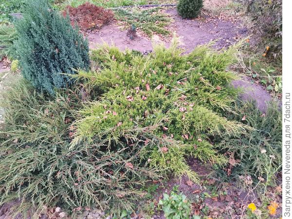 Загущенная ошибочная посадка (4 крупных можжевельника)