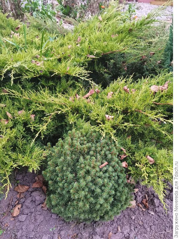 Карликовую ель почти накрыл можжевельник.