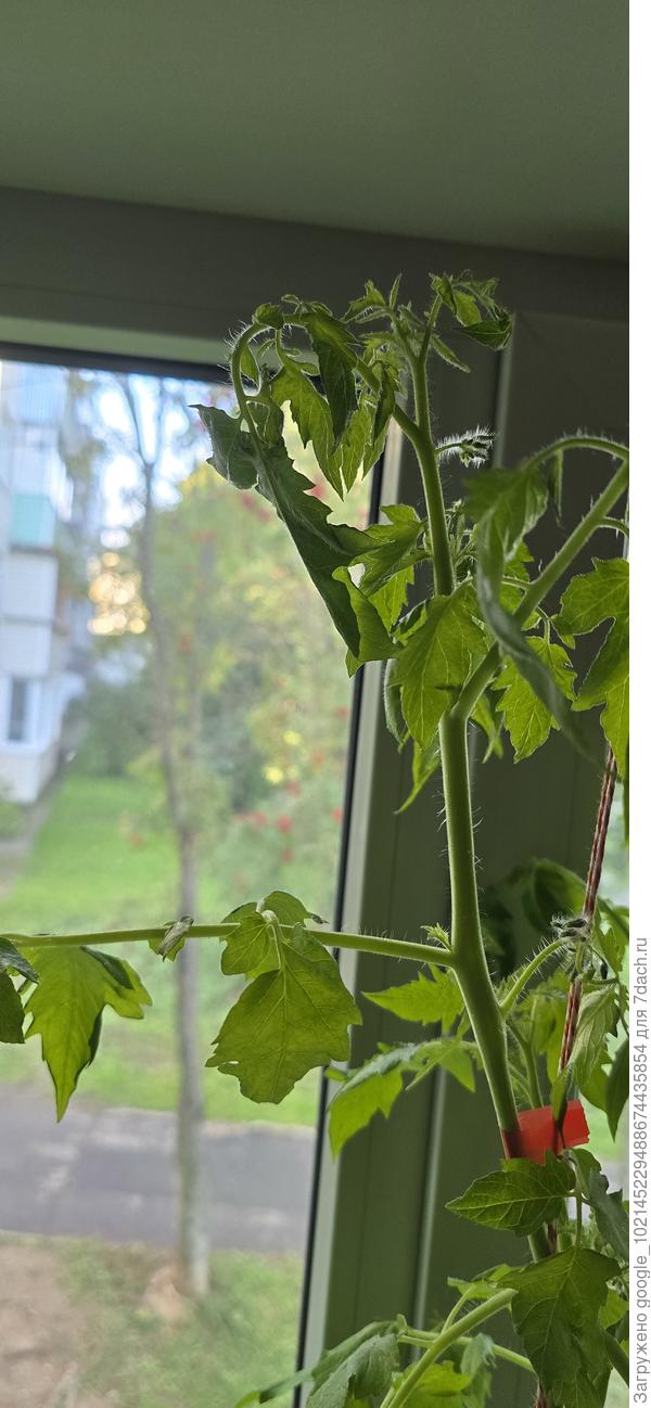 Грустная помидорка