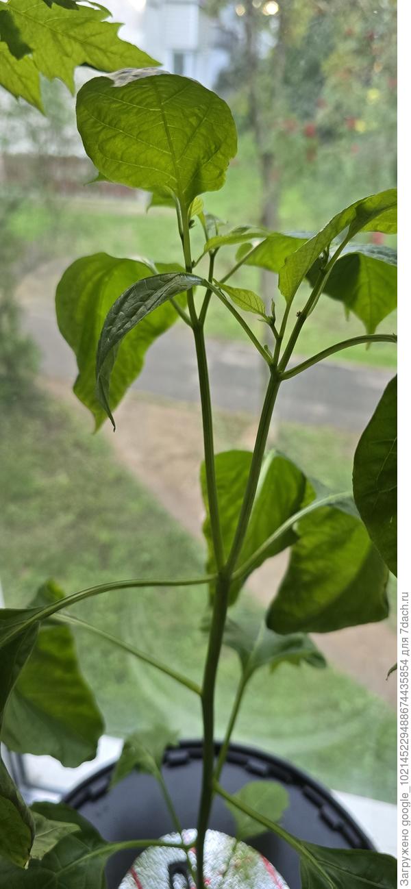 Грустный перчик