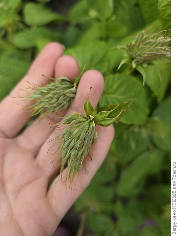 цветы малина