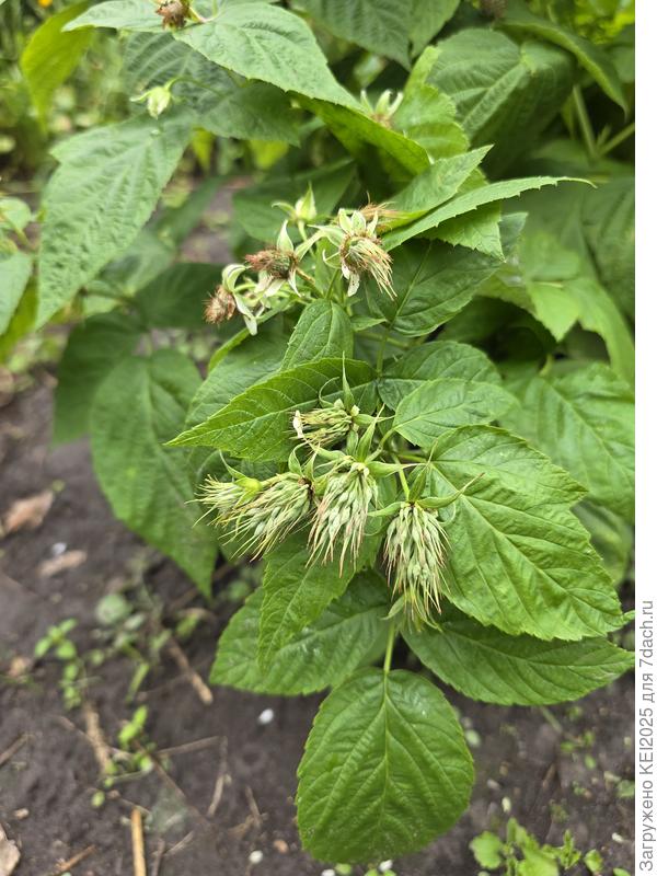 странные цветы