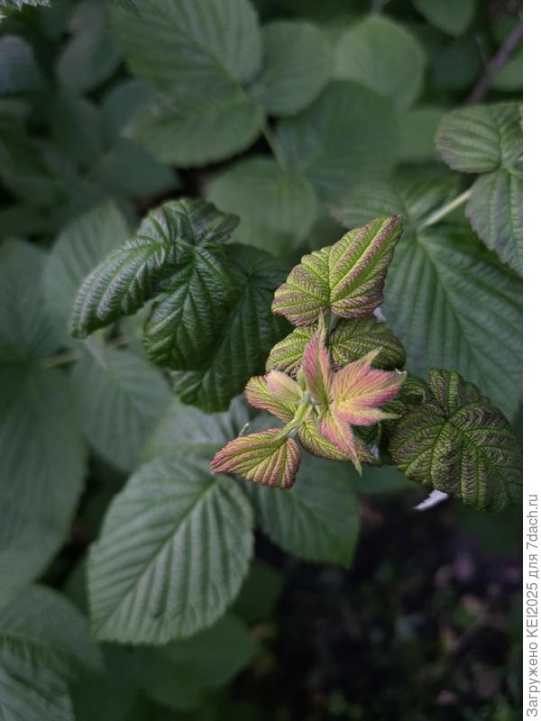 малина макушка