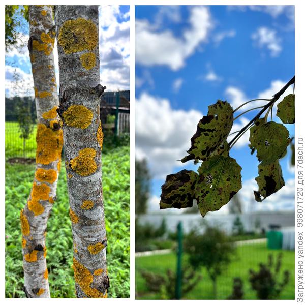 Ствол и листья