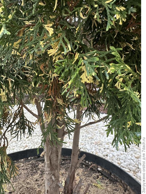 Фото ты на участке, очень больны