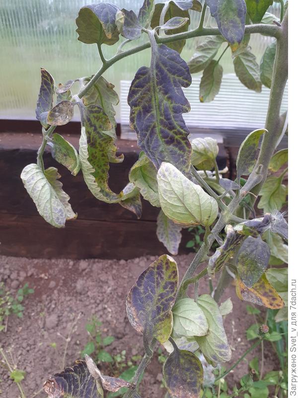 Лист томата 09.08.25